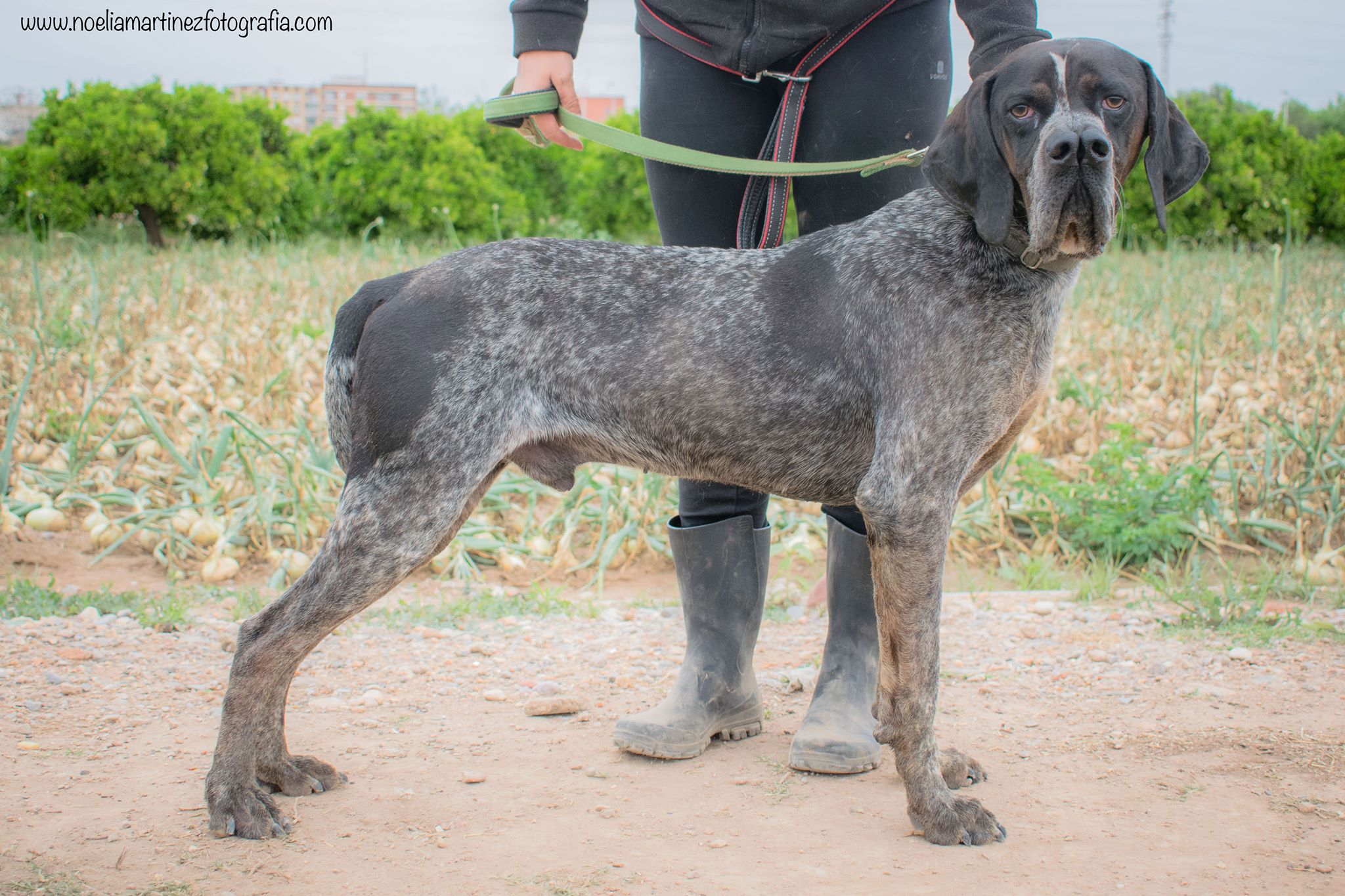 Braques Pointers Griffons For Adoption Spain