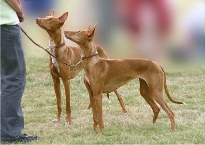 basenji rhodesian ridgeback mix