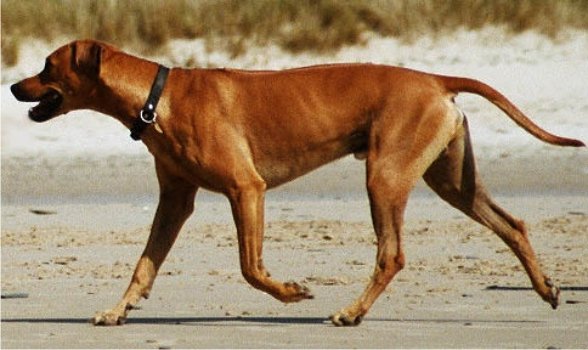 Basenji rhodesian sale ridgeback mix