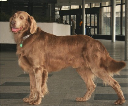 long haired weimaraner