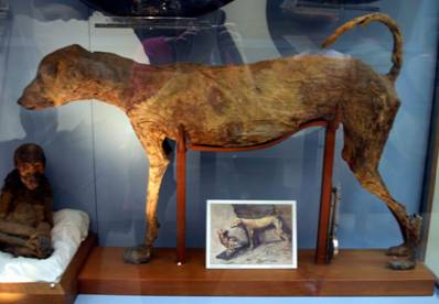 The lop-reared Sighthound mummy in the Cairo Museum, 18th Dynasty (1550-1292 BC). According to the Museum, it was possibly owned by Amenhotep II, 7th King of the 18th Dynasty, 1427-1392 BC, or Horemheb, the last King of the 18th Dynasty, 1319-1292 BC , Valley of the Kings, Egypt. © Siebel, 2004