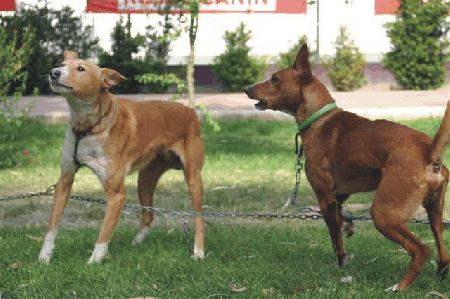 Green falls sale hollow portuguese pointers